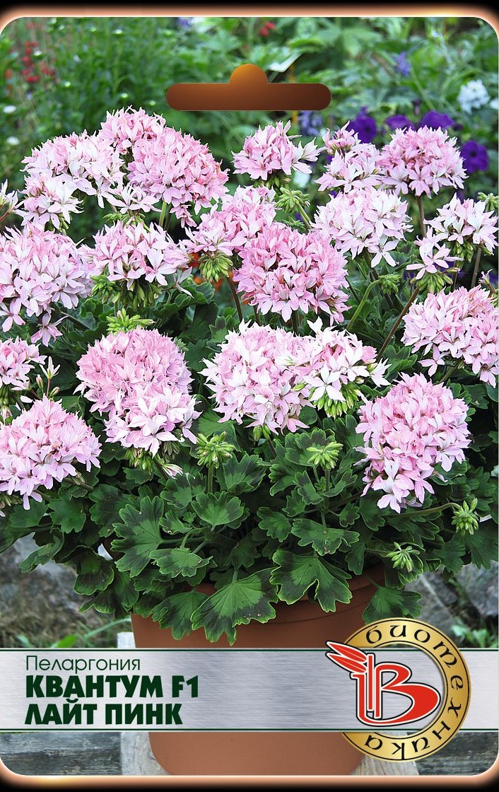 

Пеларгония Квантум F1 Лайт Пинк 5 шт