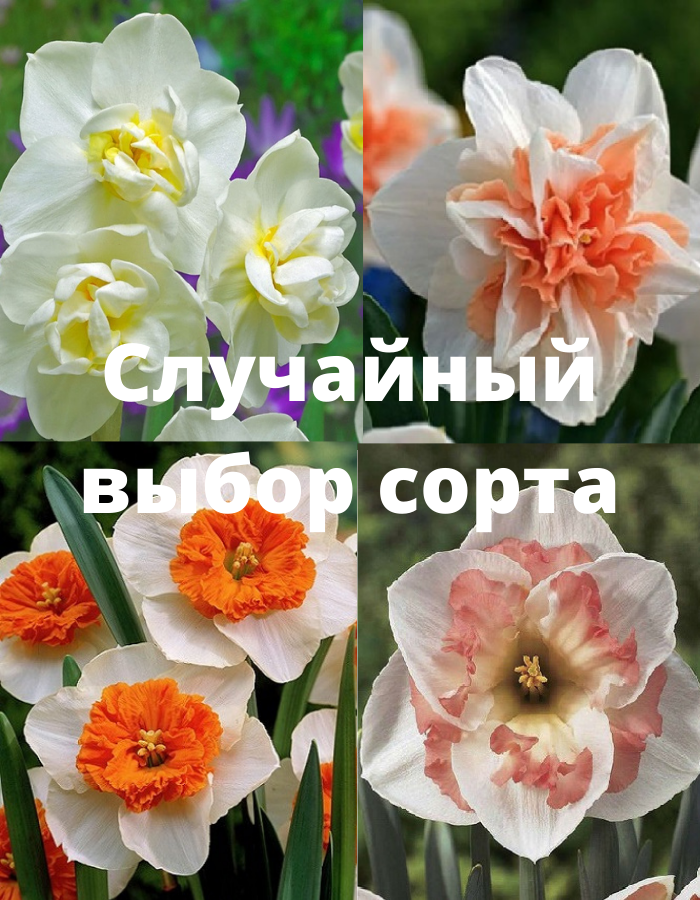 

Нарцисс в ассортименте 1 уп. (2 шт) 12/14