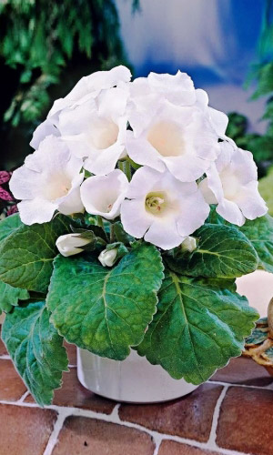 Глоксиния Императрица белая - гибридная F1 (УД) цв.п  5 шт