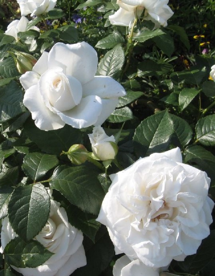 

Роза чайно-гибридная Аннапурна