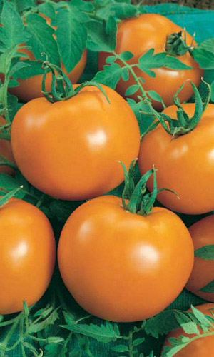 Томат Луна (УД) 20 шт цв.п. 