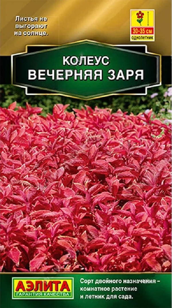 

Колеус блюме Вечерняя заря (Аэлита) 5 шт