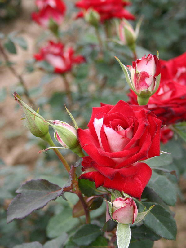 Роза чайно-гибридная Альянс 1 шт саженец роза чайно гибридная ø12 h30 см цветочный альянс
