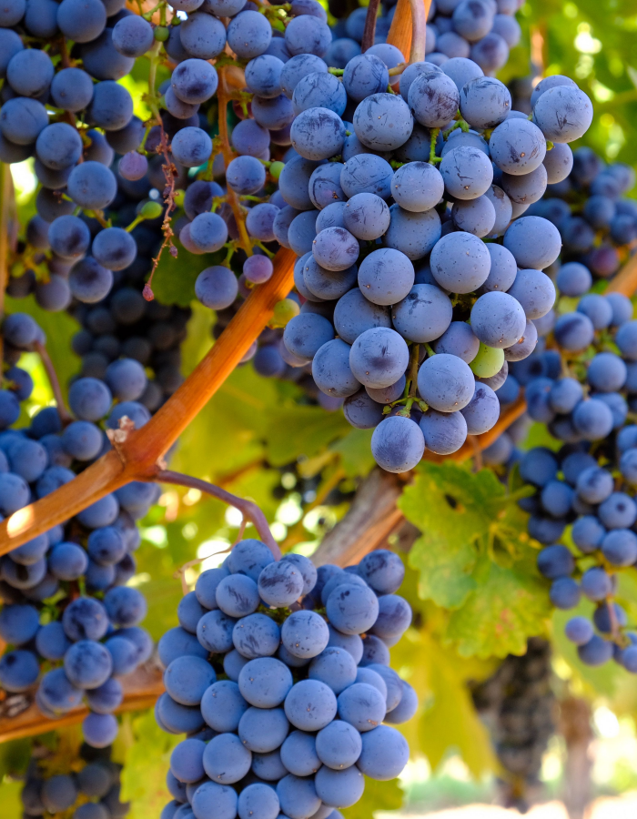 Виноград плодовый Альфа 1 шт виноград плодовый надежда азос 1 шт