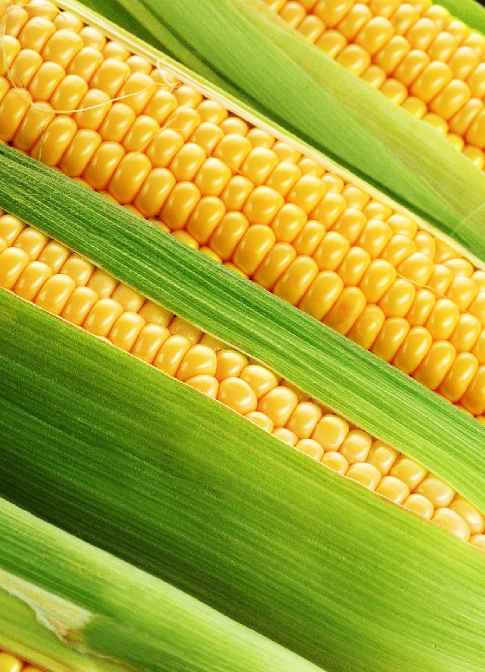 Кукуруза Аурика - сахарная F1 (УД) 5 гр. цв.п., Семена овощей, Кукуруза - арт: 9748