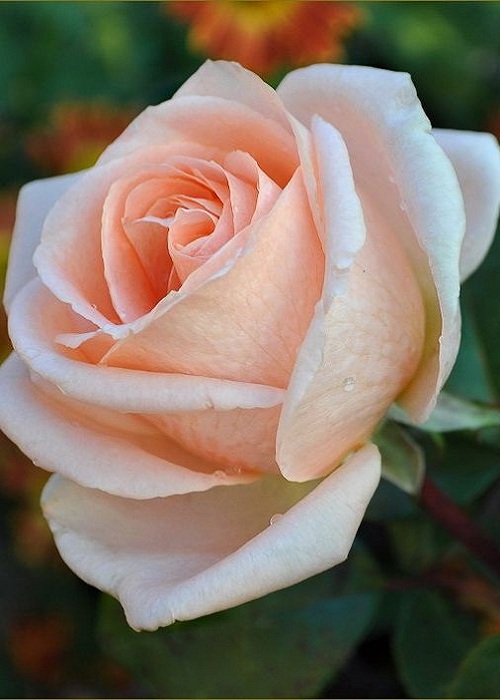 Роза чайно-гибридная Осиана 1 шт роза чайно гибридная агрофирма поиск сорт паскаль