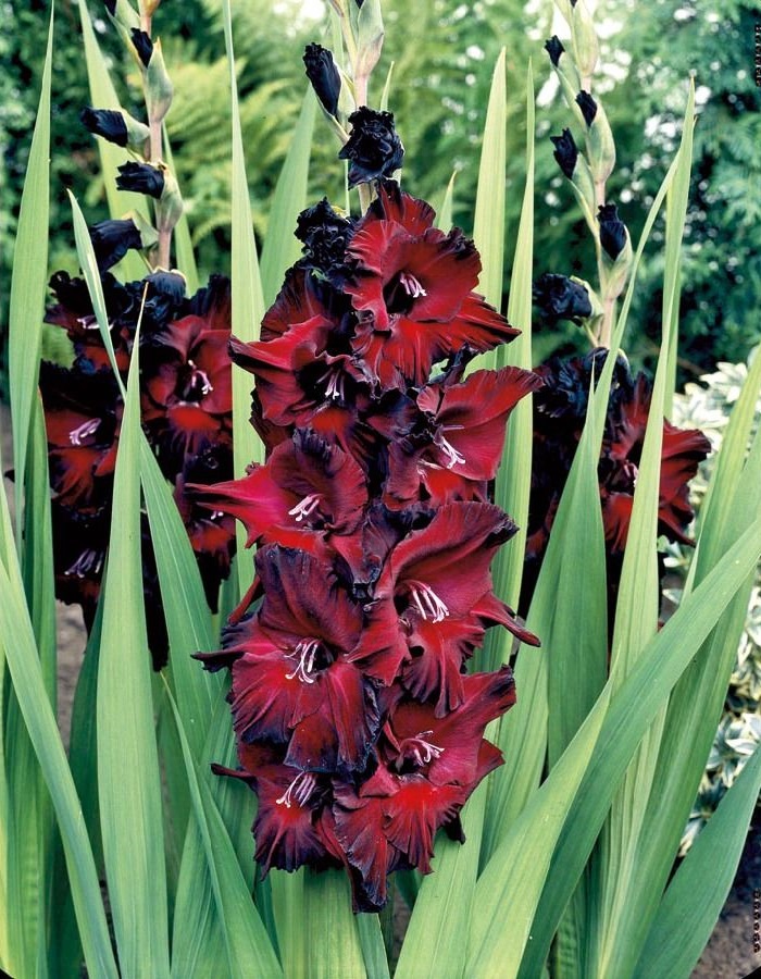 

Гладиолус Десять Негритят