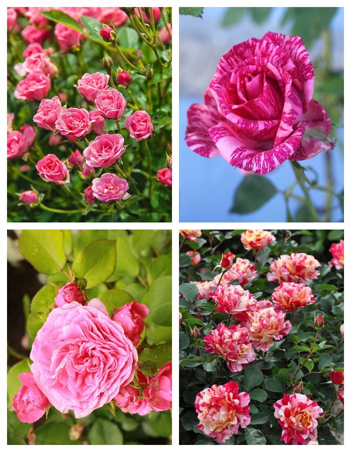 Набор роз Пинк Роуз 4 саженца роза пинк форест роуз кордес