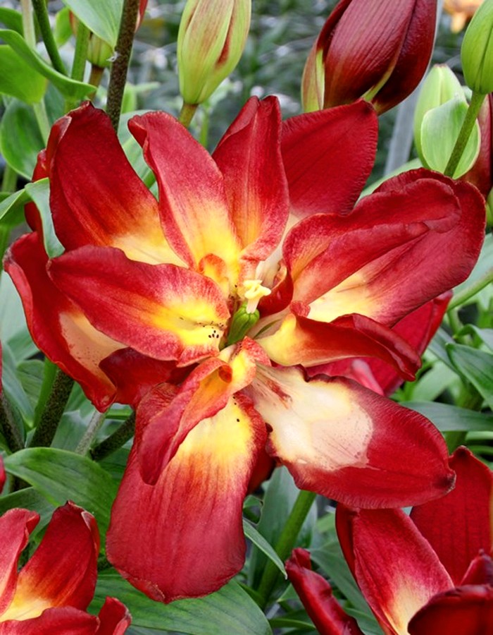 

Лилия Дабл Сенсейшен 1 уп. (2 шт.)