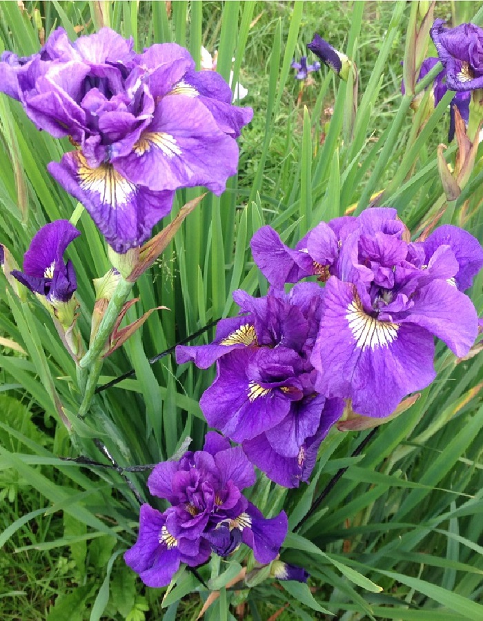 

Ирис Дабл Стандарт