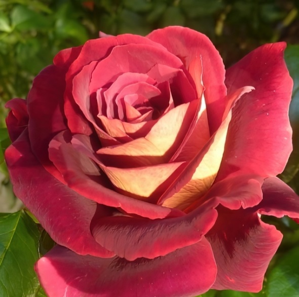 Роза чайно-гибридная Эдди Митчел