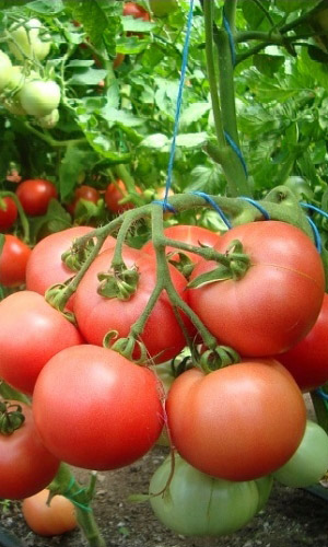 Томат Банзай Десертный (УД) 20 шт цв.п