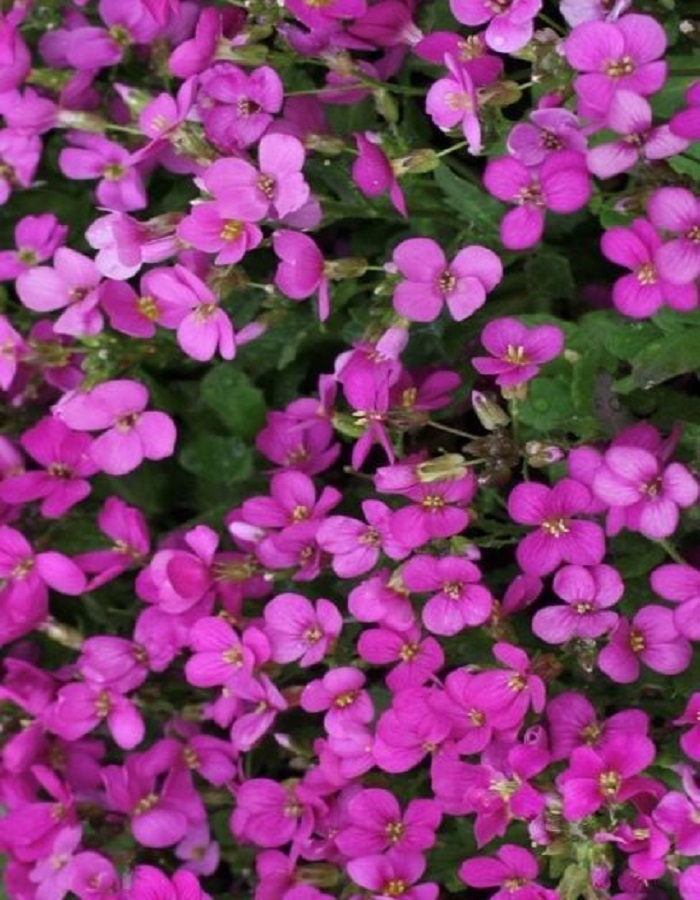 

Арабис альпийский Розовый крупноцветковый ASF 1 шт Р9