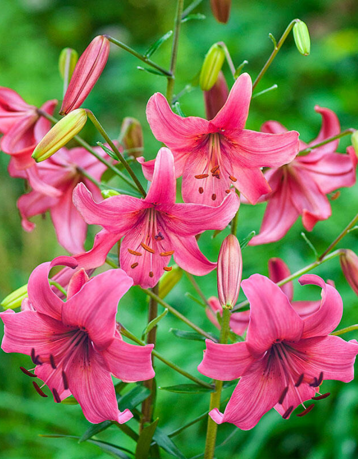 

Лилия Пинк Флайт