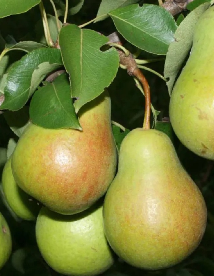 

Груша Новогодняя