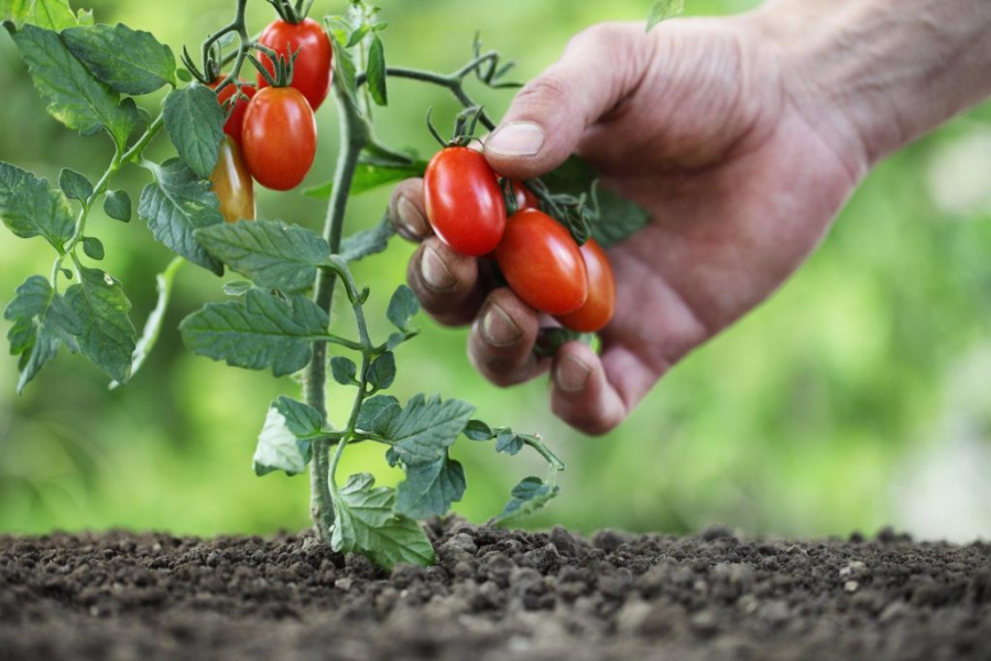 Чем хороши низкорослые томаты и какие сорта выбрать