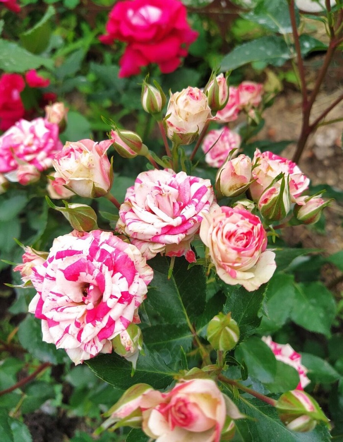 

Роза спрей Файер Воркс