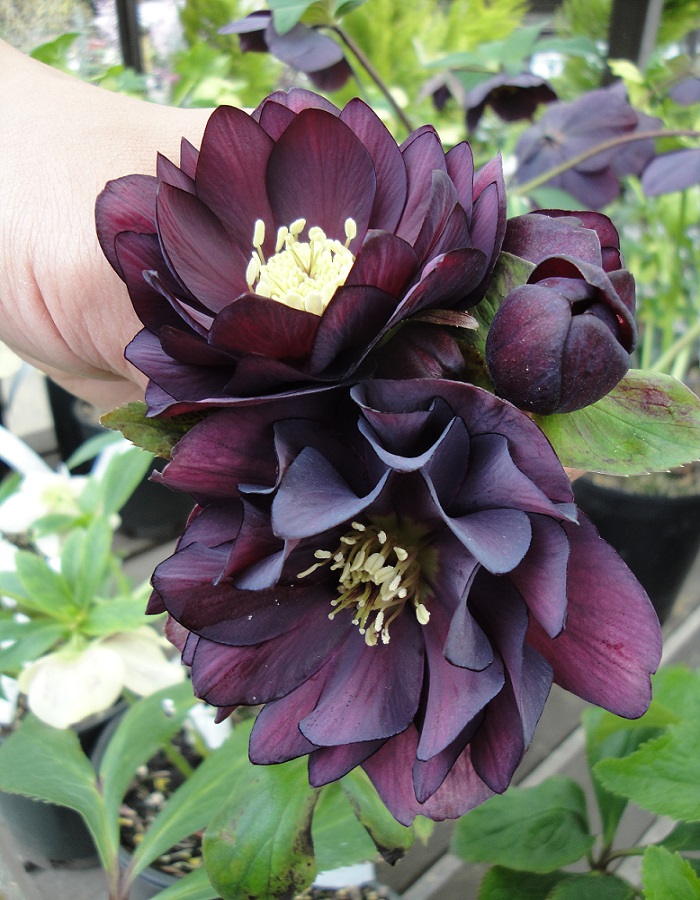 

Морозник Дабл Эллен Перпл