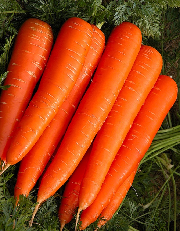 Морковь Лонге Роте 2 гр б.п. КЭШБЭК 25%