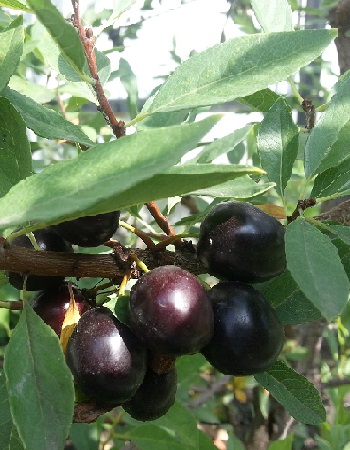 

Сливово-вишневый гибрид Омская ночка