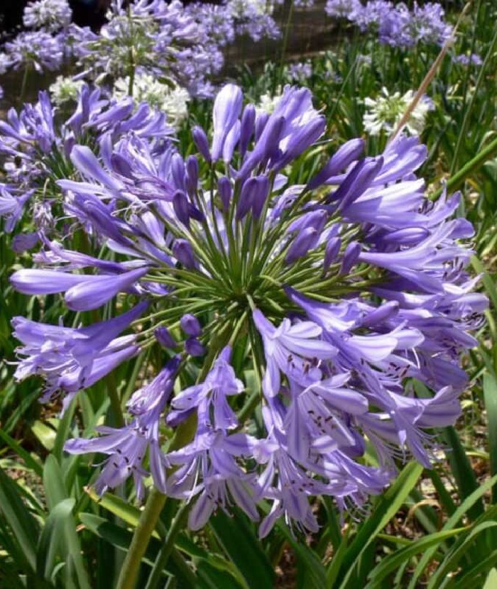 

Агапантус Донау 1 шт