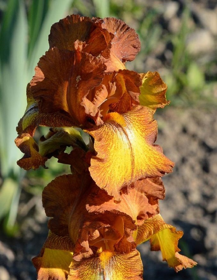 

Ирис Бронзовый