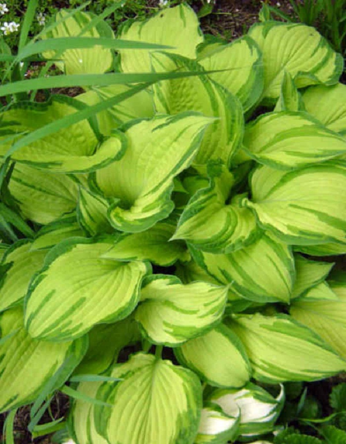 

Хоста Альбопикта