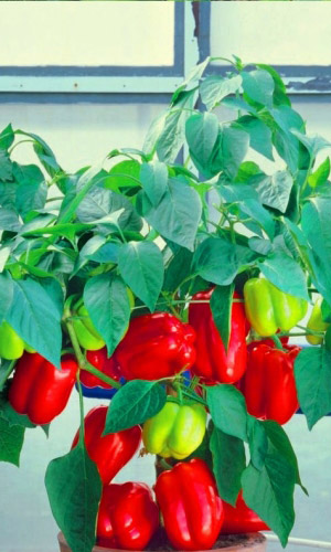 Перец сладкий Гранатовый браслет (УД) 20 шт. цв.п.