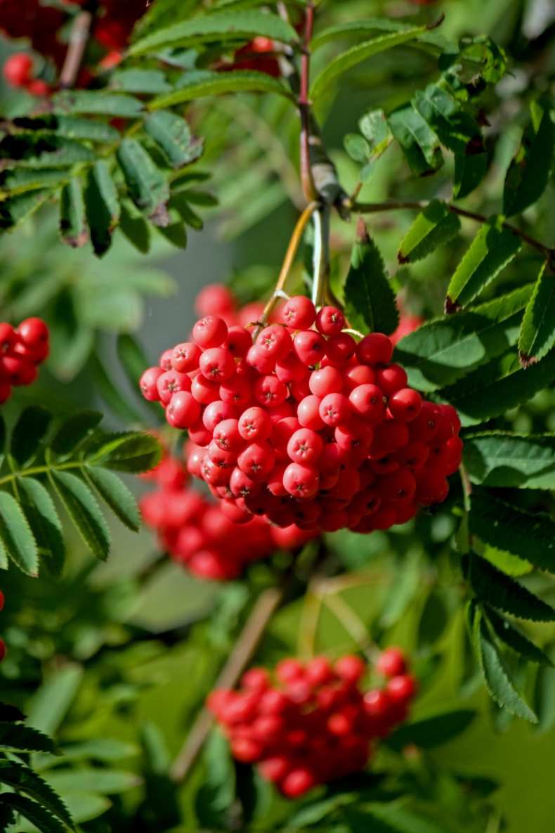 

Рябина Алая крупная