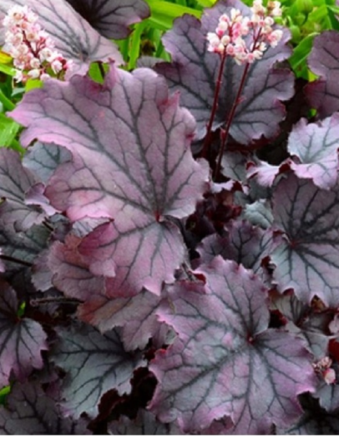 

Гейхерелла Инфинити ASF 1 шт Р9