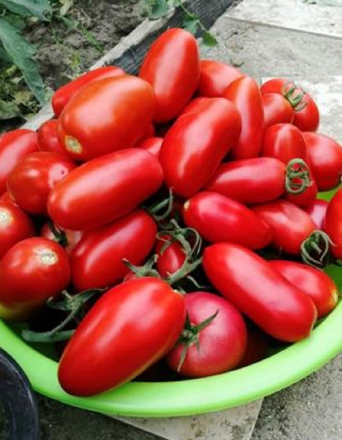 Томат Непасынкующийся Цилиндрнический (УД) 20 шт цв.п семена томат непасынкующийся сливовидный 20 шт