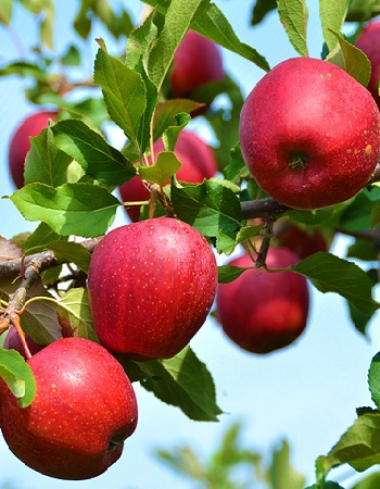 Яблоня Веньяминовское