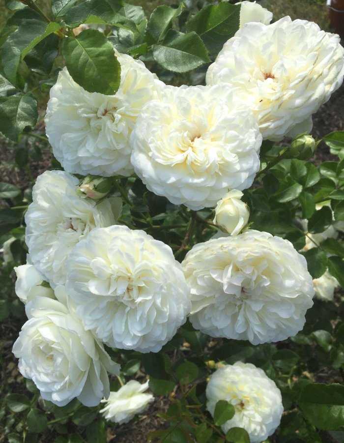 Роза английская Транквилити 1 шт роза английская принцесса александра ов кент 1 шт