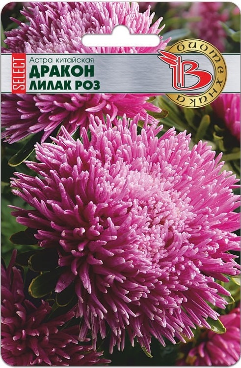 Астра Дракон селект Лилак Роуз 30 шт