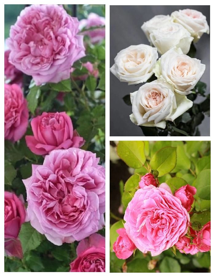 Набор роз Трио гармония 3 саженца, Розы, Наборы роз