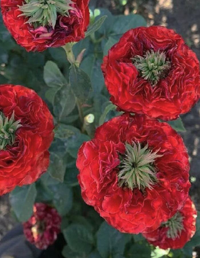 

Роза чайно-гибридная Ред Ай