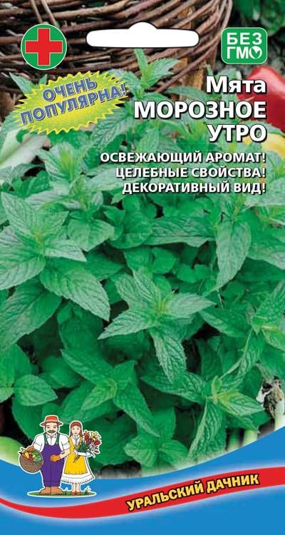 Мята Морозное утро (УД) 0,05 гр цв п