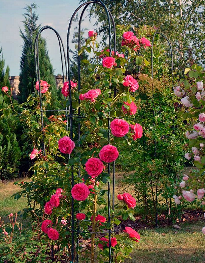 

Роза плетистая Маритим