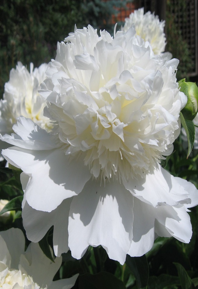 

Пион травянистый Чарльз Уайт