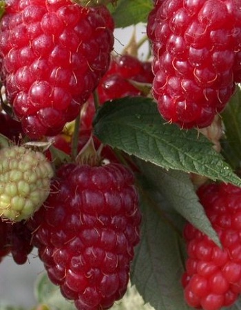 

Малина ремонтантная Бриллиантовая (Rubus idaeus) 1 шт ОКС