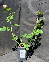 Роза флорибунда Баронесса