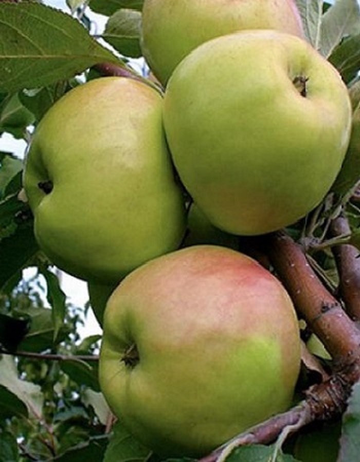 

Яблоня Брат чудного