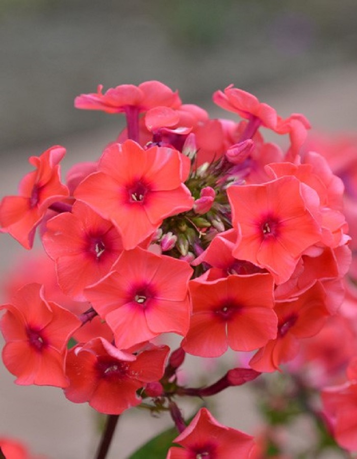 

Флокс Текила Санрайз