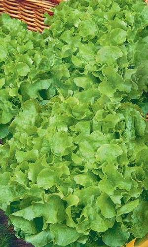 Салат Новогодний (УД) 0,25 гр цв.п