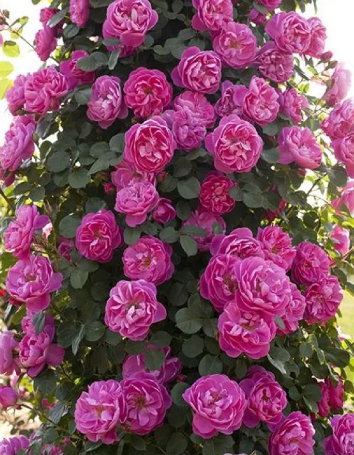 

Роза плетистая Аллегро