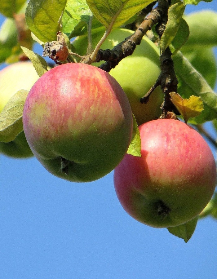 Яблоня Ковровое (3 года) 1 шт яблоня жигулевское 3 года 1 шт