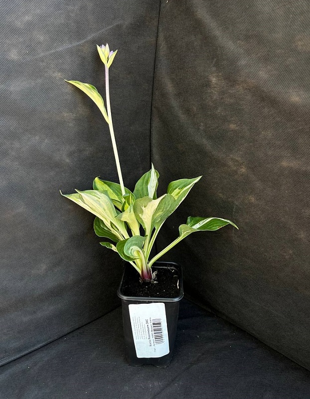 Хоста Революшен