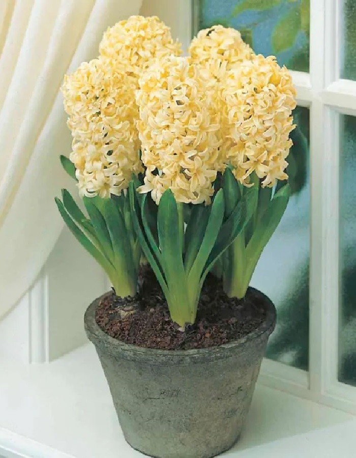 Гиацинт Сити оф Харлем  1 уп. (2 шт.) 