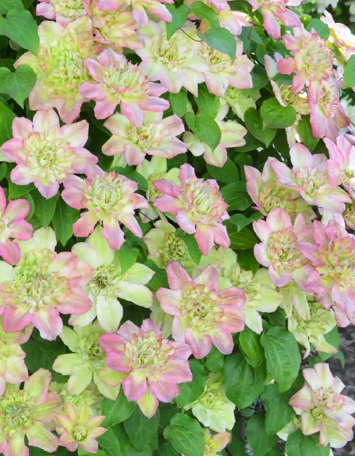 

Клематис Писташио Кейк 1 шт Р9