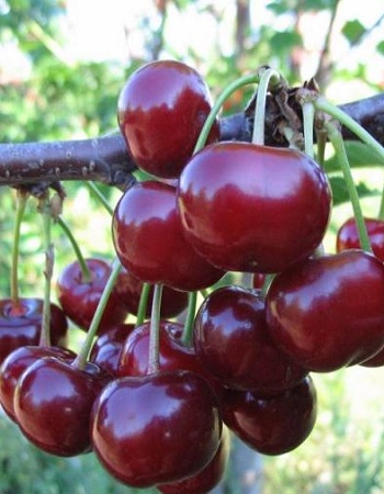 Вишне-черешневый гибрид (ВЧГ) Спартанка 